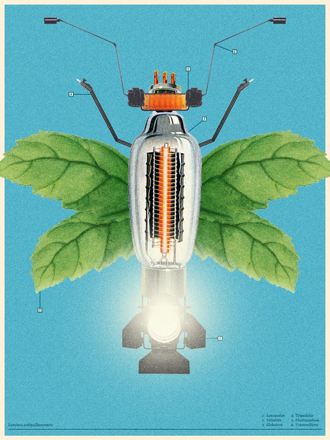 Bug 2