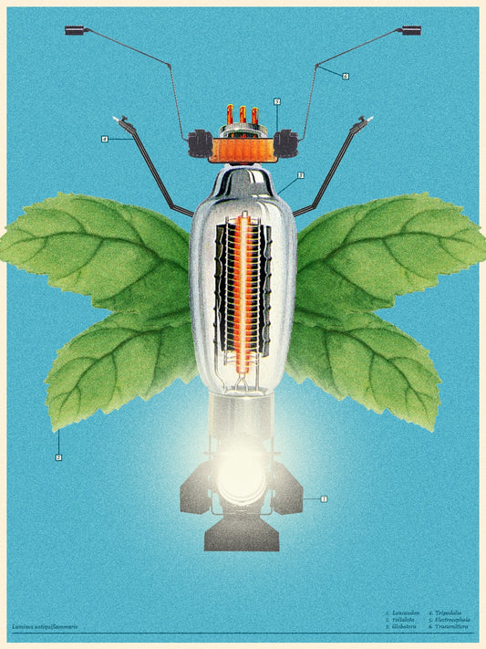 Bug 2
